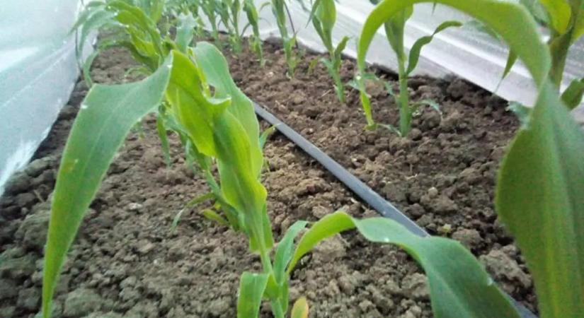 Szezon előtti esélylatolgatás - Lesz-e csemegekukorica bőven?