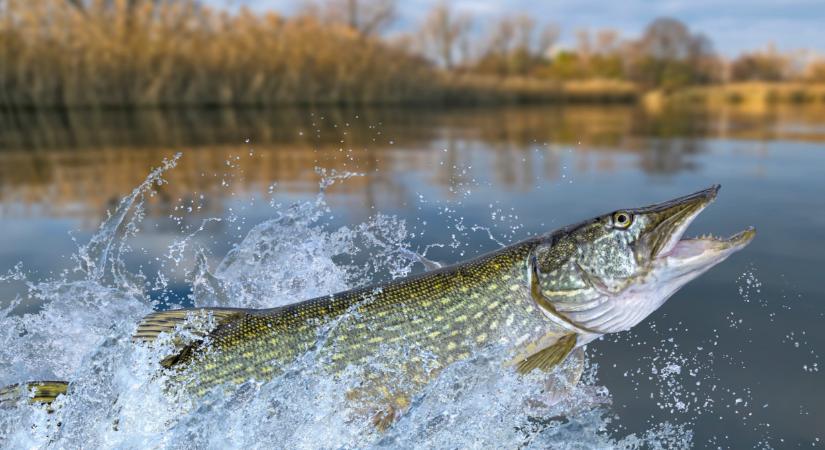 Gigászi ragadozó jött elő a Dunából: élete rekordhalát fogta a magyar horgász  Fotó