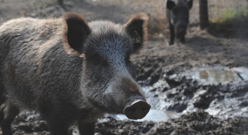 Afrikai sertéspestis: már Somogyban is érzik a járvány előszelét