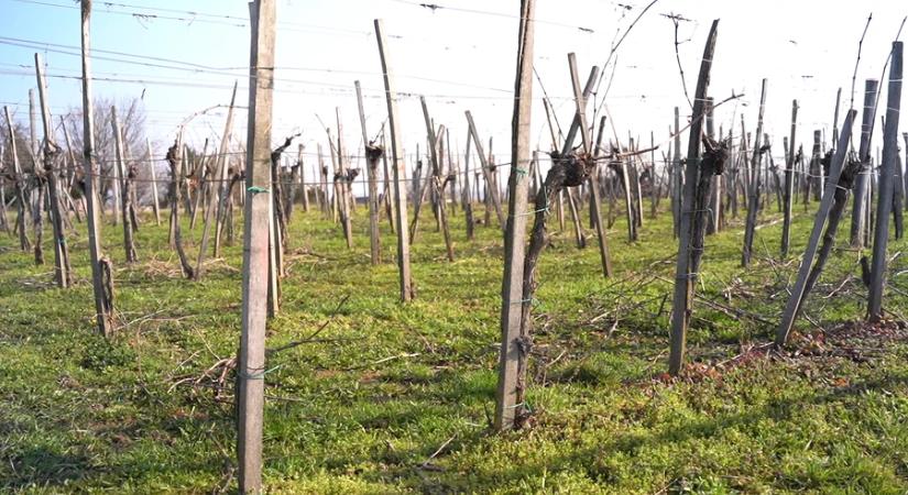 Korlátozások a fertőzött szőlő kezelése érdekében