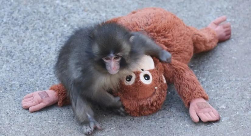 Hatalmas fordulat az internet új sztárjának történetében – videó