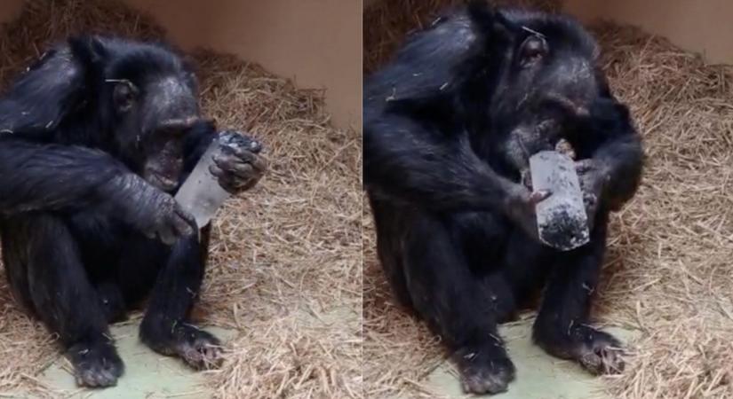 Imádják a csimpánzok a kristályokat