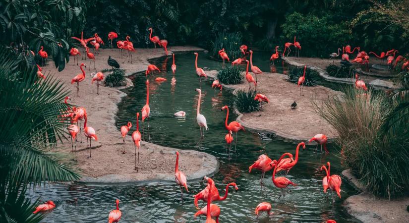 Hihetetlen, mit tett a turistа egy flamingóval Las Vegasban