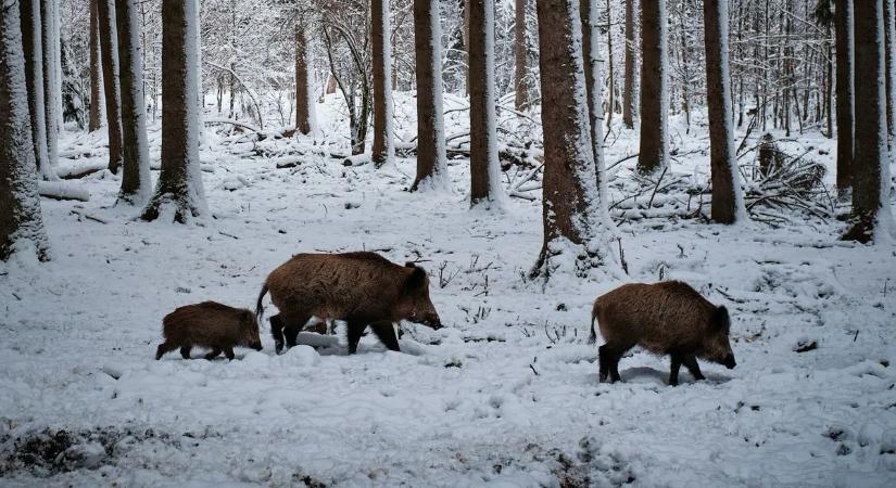 Súlyos betegség terjed: egész Nógrád fertőzött területnek számít