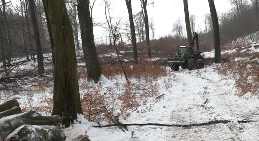 Fakitermelés a Vértesben: ezért látsz farakásokat és vágásnyomokat az erdőben