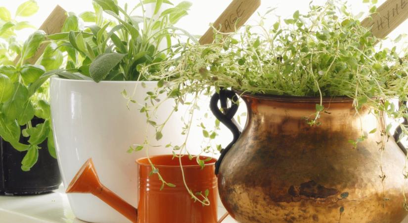 Ha nem akarod, hogy zsírszag legyen a konyhában, lesd el a franciák trükkjét!