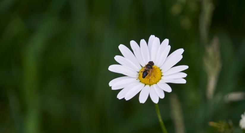 Gyengül a La Niña, nő az El Niño esélye – mit jelent ez Magyarországnak?