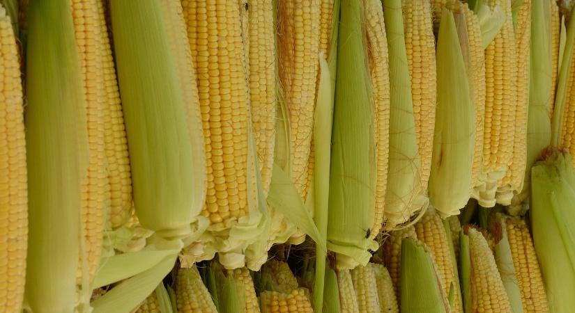 Kukoricát és juhhúst adunk el Iránnak