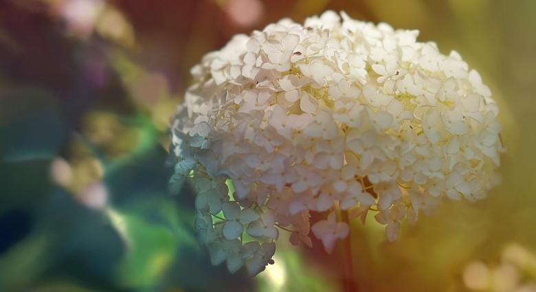 Hogyan kell tavasszal visszametszeni a hortenziát? Elmondjuk