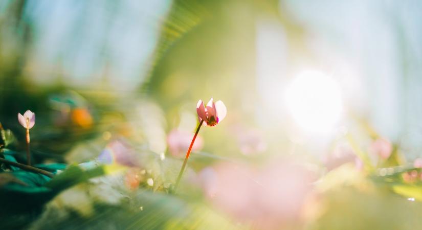 Napos, tavaszias hétvégére számíthatunk – de a hajnalok még fagyosak lehetnek