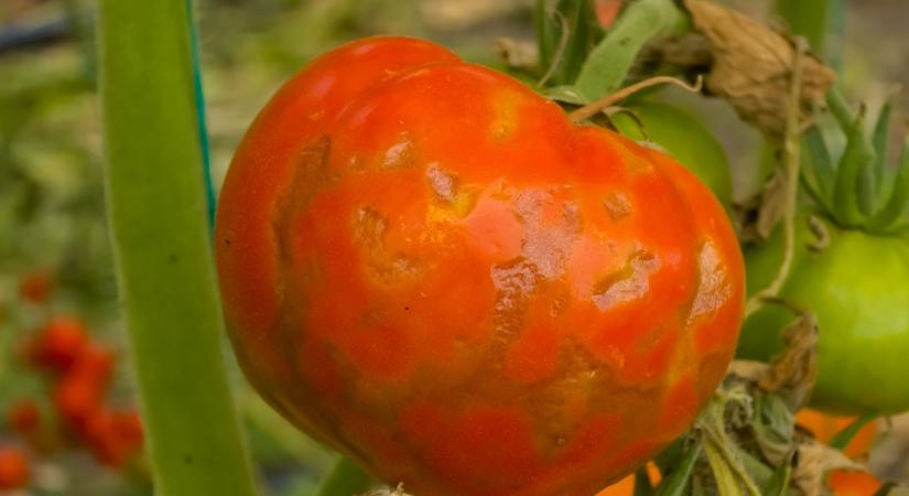 Csődöt mondhat az eddigi tudásunk: új vírusvariáns tizedeli a paradicsomot és a paprikát