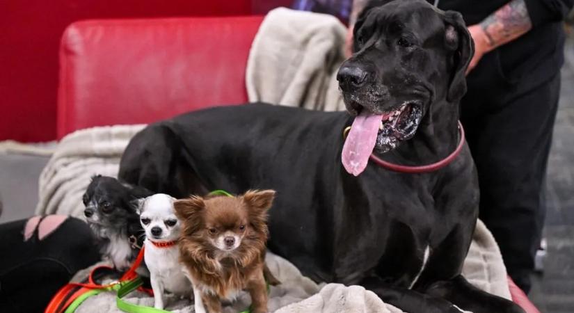 Nem gondolná, de kutyája is jelentősen alakítja a lakás levegőjét