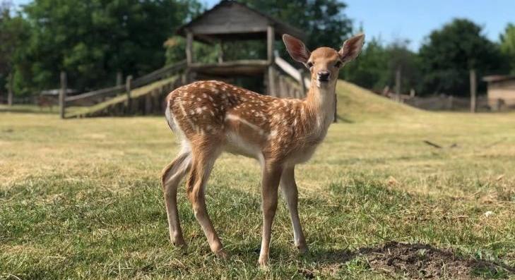 Megnyitott a Hatvani Vadaspark 