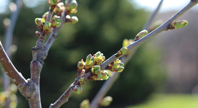 Rügypattanás előtt: Ez az utolsó esélyed a hatékony védekezésre!
