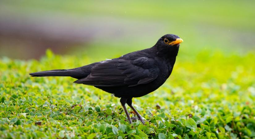 Mit árul el a kertedről, ha rendszeresen megjelenik benne egy fekete rigó?