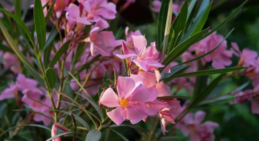 Elfagyott a leander? Így mentheted meg