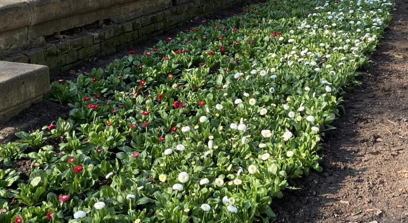 Tizenkétezer tő virág kerül a Kossuth térre