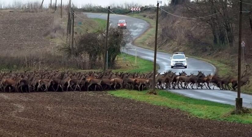 Ilyet még nem láttál - megszámlálhatatlan mennyiségű szarvas Lábod és Nagyatád között