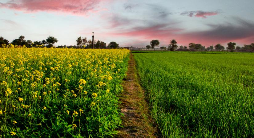 Tavaszi fagy után: hogyan segítsük a repcét és a kalászosokat az optimális tápanyagfelvételben