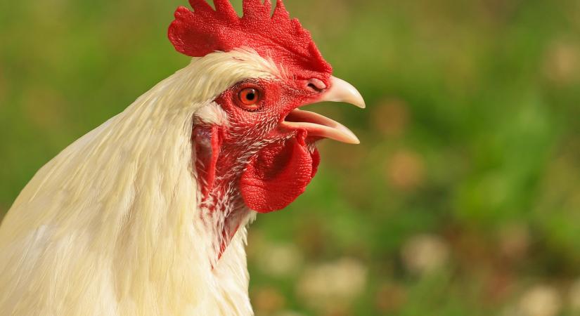 Nemzetközi sikert ért el az óvári baromfikutatás