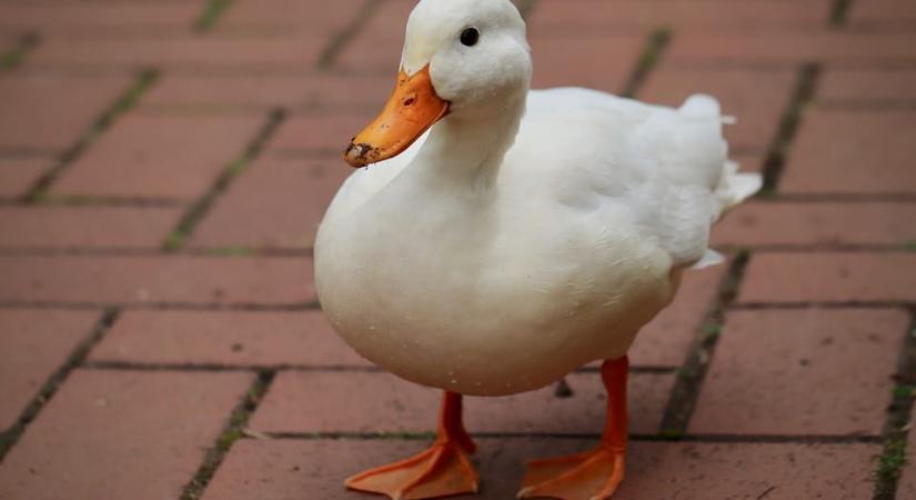 Horrormészárlás Bács-Kiskunban: azonnal intézkedtek a hatóságok