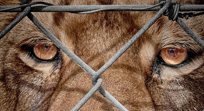 Sokkoló oroszlántámadás történt az állatkertben – Videó