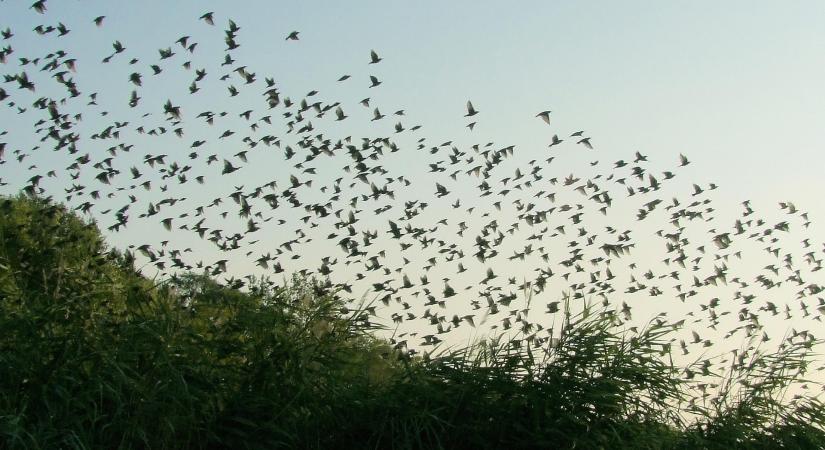 Élénk madárvonulás indult a Csanádi pusztákon