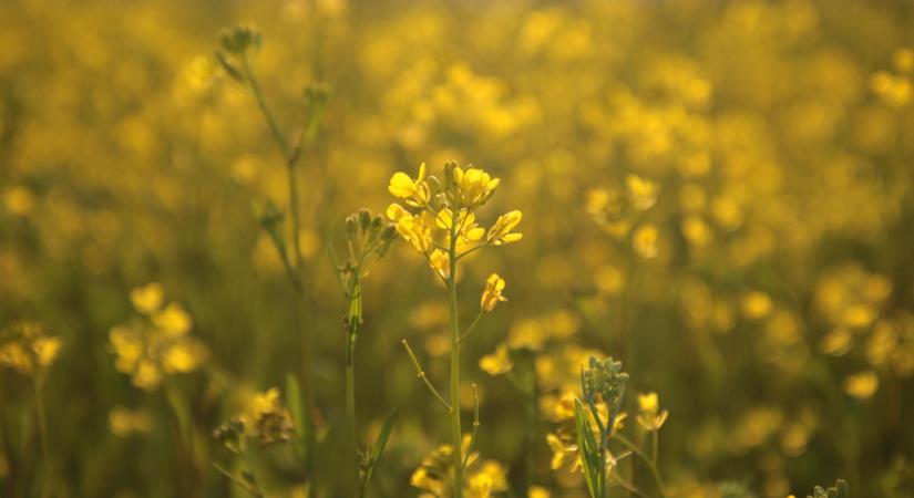 Indul a tavasz és vele együtt a repce növényvédelmi szezon