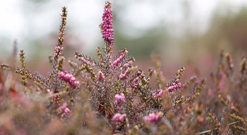 Figyelem! Ilyen időre számíthatunk holnap a megye településein