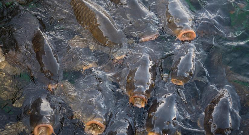 Ez a hal árasztotta el a magyar tavakat: jobb, ha erről mindenki tud