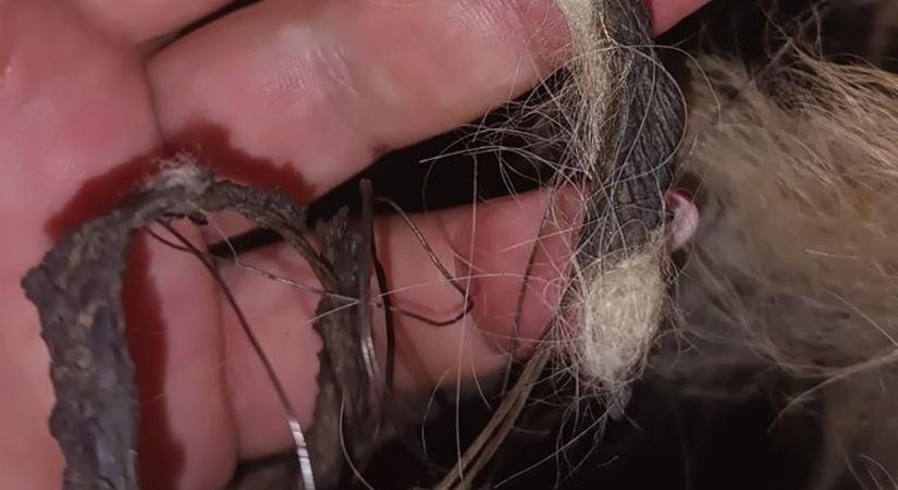 Egy hétig rettegve bolyongott a városban – egy évvel később rá sem lehet ismerni!