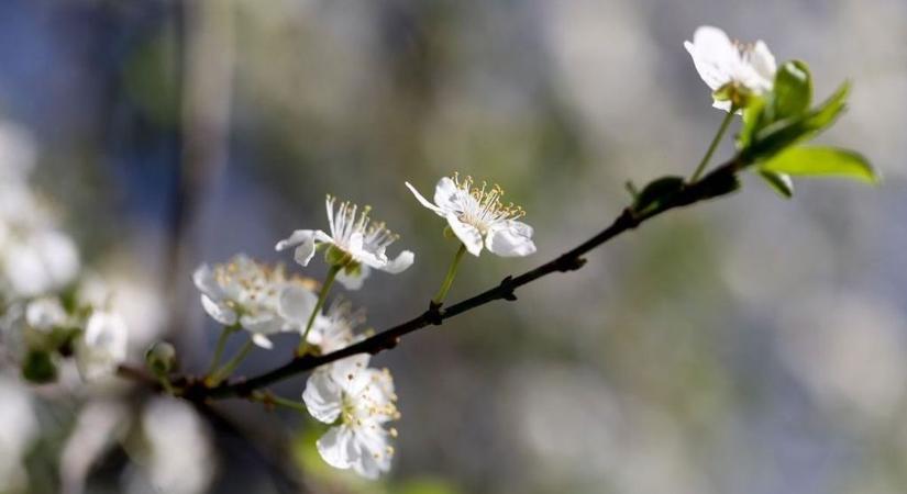 Ünnepséggel köszöntik a tavaszt a településen