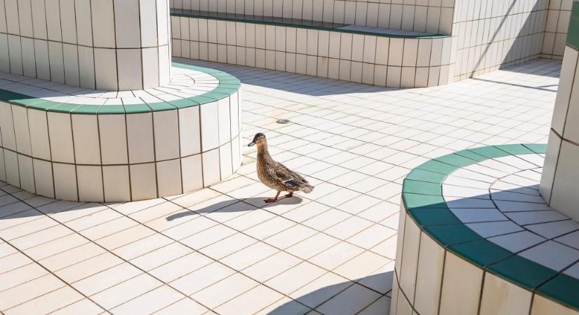 Sok termálfürdő bezár pár napra tavasszal – mutatjuk, hol lesznek leállások