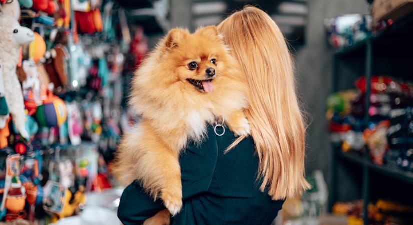 Luxusélet a négylábúaknak: Magyarország a top költekező kategóriában