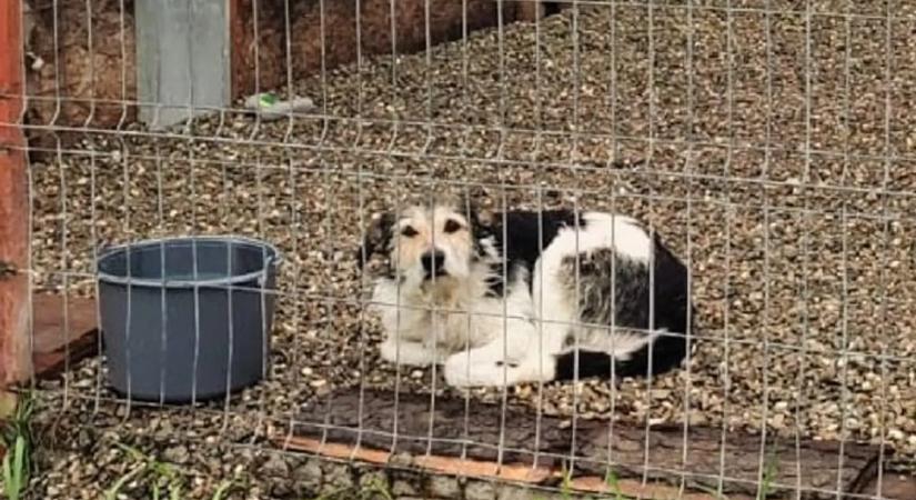 Botrány! Állatkínzók vezethettek két állatmenhelyet, kutyákat öltek