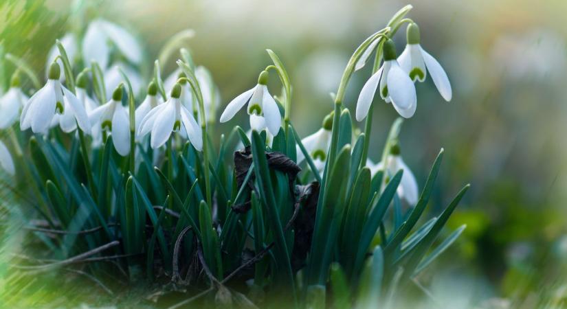 Megérkezik a tavasz? Ilyen idő vár ránk pénteken Dunaújvárosban