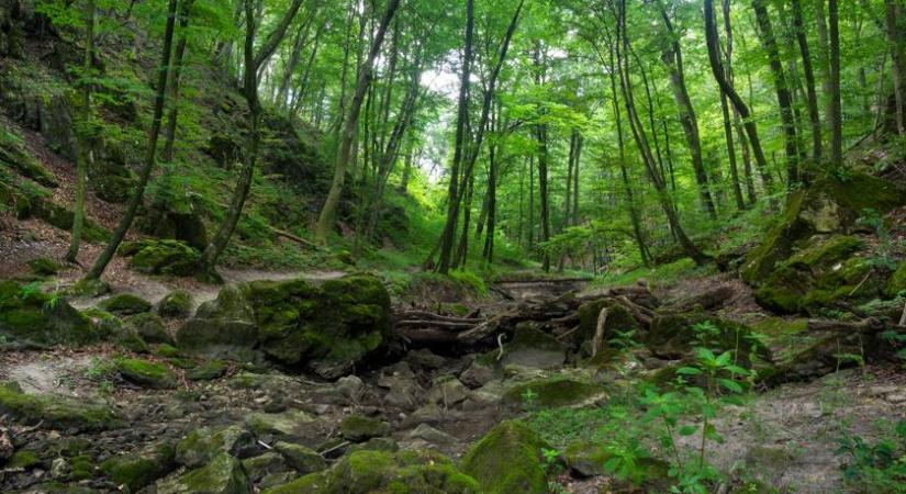 A magyar Robin Hoodként küzdött a szegényekért a sporoni betyár: a király elé vitték az ügyét