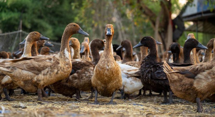 Mezei pockok és madárinfluenza nehezíti a gazdák helyzetét