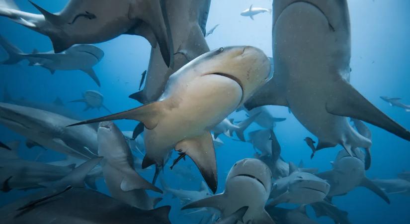 Borzalmas cápatámadás történt: kórházba szállították a sznorkelező férfit