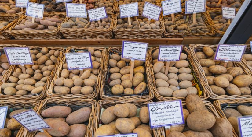 Ha így néz ki a krumpli, eszedbe se jusson megenni! Mérgező lehet!