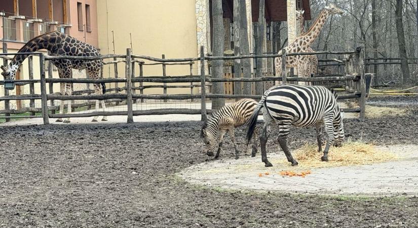 Megszületett a Szegedi Vadaspark legújabb sztárja