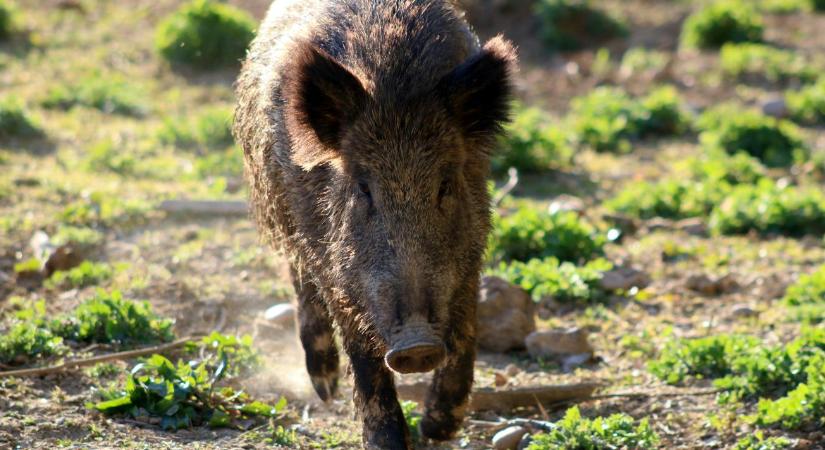Már a vadászok is figyelmeztetnek: Szigorított ASP-kontroll a déli erdőkben
