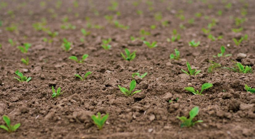 Hétvégi időjárás: Veszélyben a korai virágzás, -3 fokokra kelünk reggelente