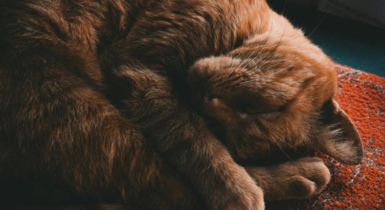 Nem véletlen, hogy a fejed mellett alszik a macskád – ezt üzni vele