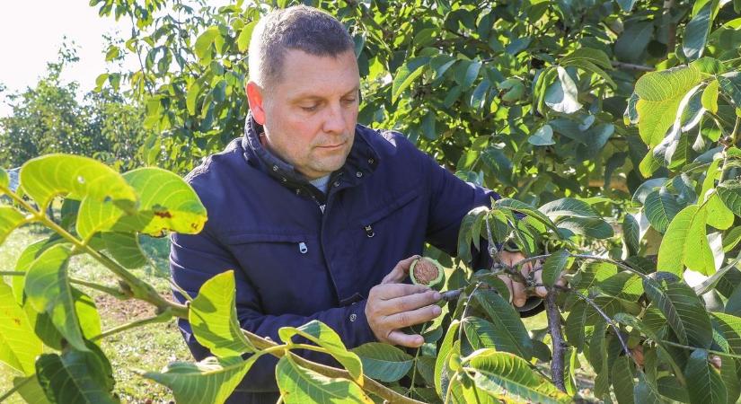 Megvan az ellenszer, olcsóbb lehet idén a diós süti? A dióburok fúrólégy már rajzásra készül