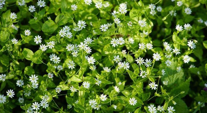 Pitypangból kávé, tyúkhúrból leves: 5 vadnövény, ami aranyat ér a tavaszi fáradtság ellen – videók