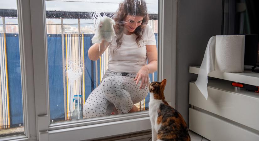 Rejtett veszélyek a lakásban: így végezd a tavaszi nagytakarítást, ha macskád van