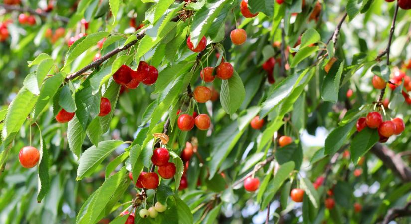 Figyelem! Nem mindegy, hogyan metszed meg a cseresznyefát! Ha így csinálod, rengeteg cseresznyéd lesz!