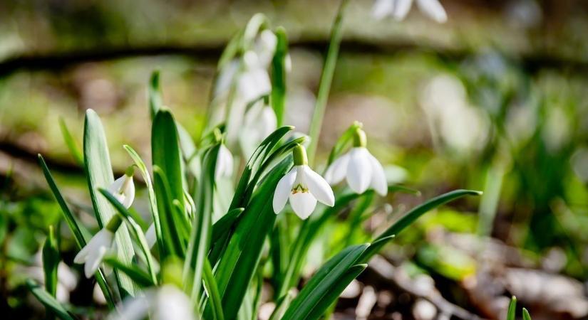 Nagy fordulat az időjárásban: berobbanhat a tavasz