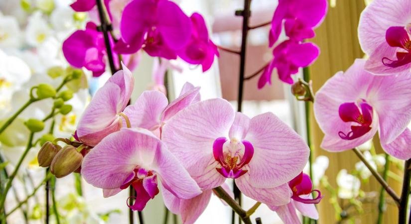 Már nem csokorra vágynak a nők nőnapon: mutatjuk, minek örülnek